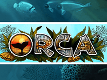 Orca через вход в клуб